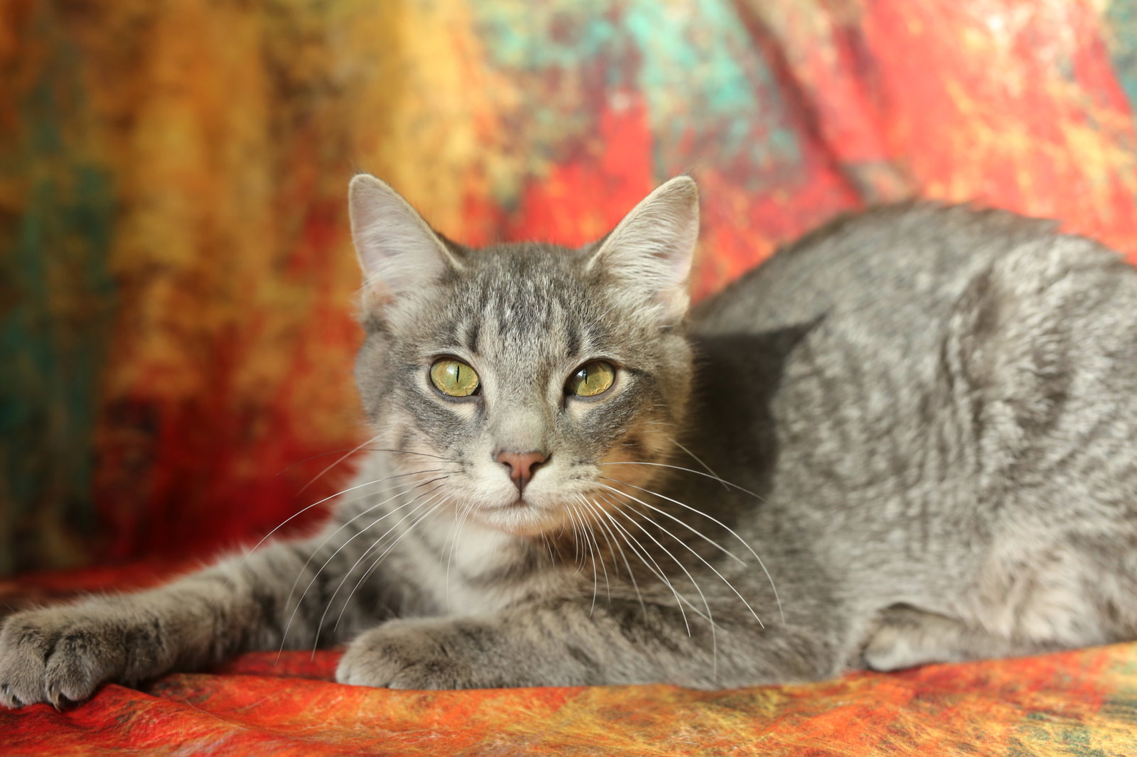 Zombo (FeLV+)