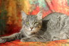 Zombo (FeLV+) - Photo 1