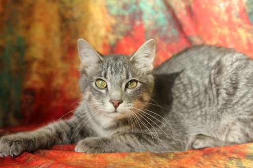 picture of the cat needing adoption