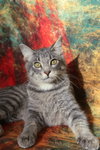 Zombo (FeLV+) - Photo 2