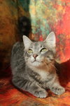 Zombo (FeLV+) - Photo 3