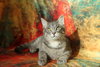 Zombo (FeLV+) - Photo 4