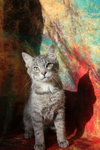 Zombo (FeLV+) - Photo 5