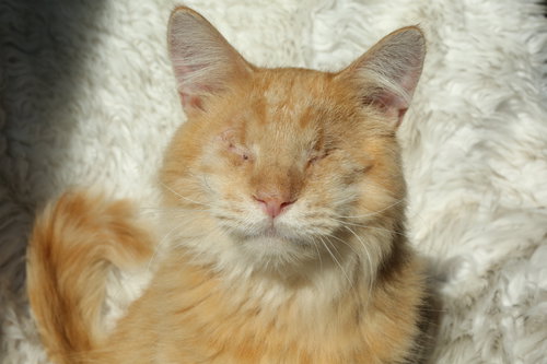 picture of the cat needing adoption