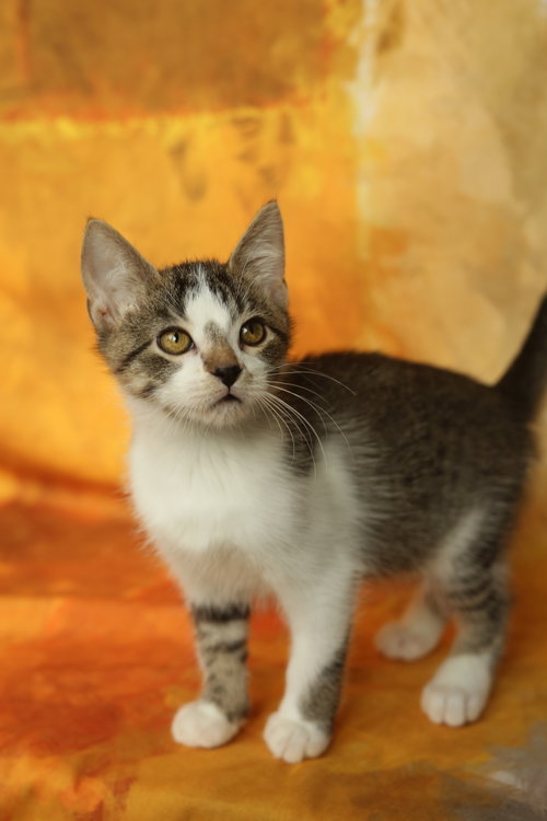 picture of the cat needing adoption