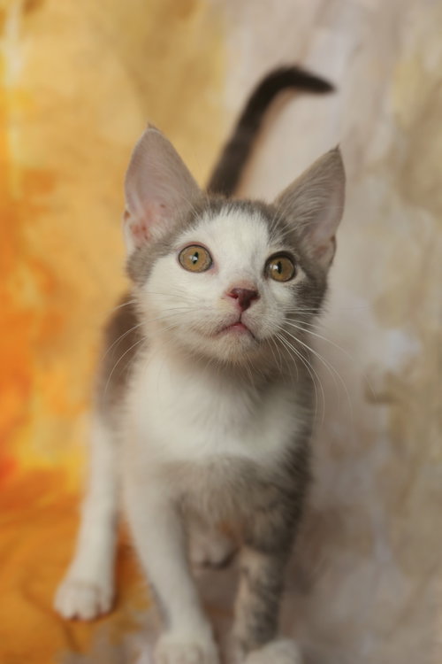 picture of the cat needing adoption