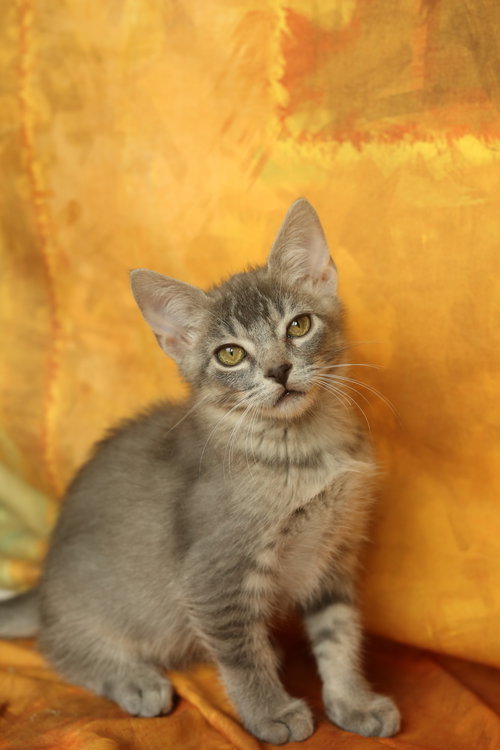 picture of the cat needing adoption