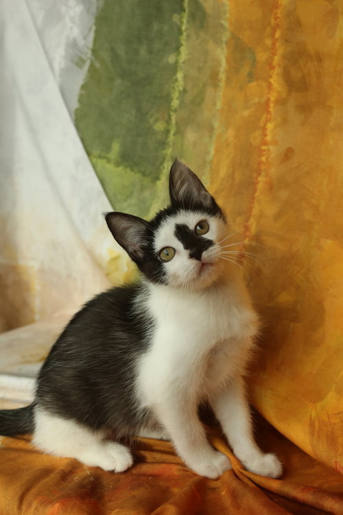picture of the cat needing adoption