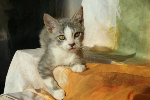picture of the cat needing adoption