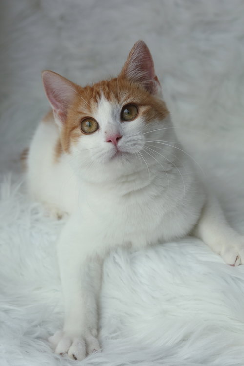 BOFFEN (ADOPTION PENDING)