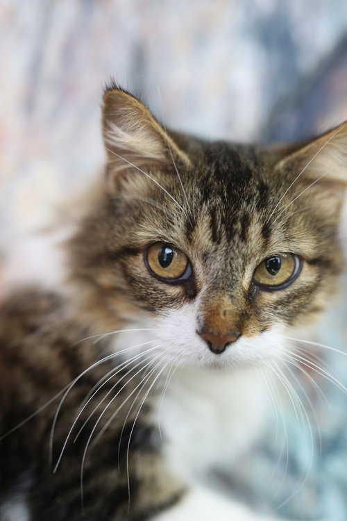picture of the cat needing adoption