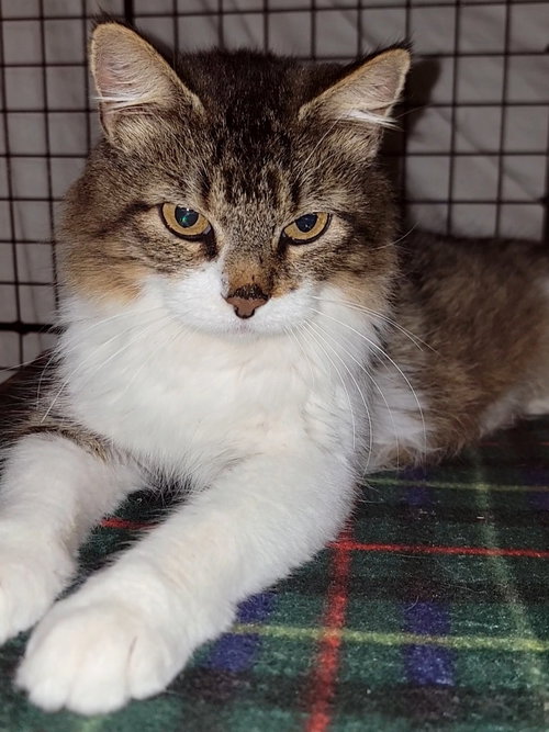 QUINBY - Domestic Medium Hair available for adoption