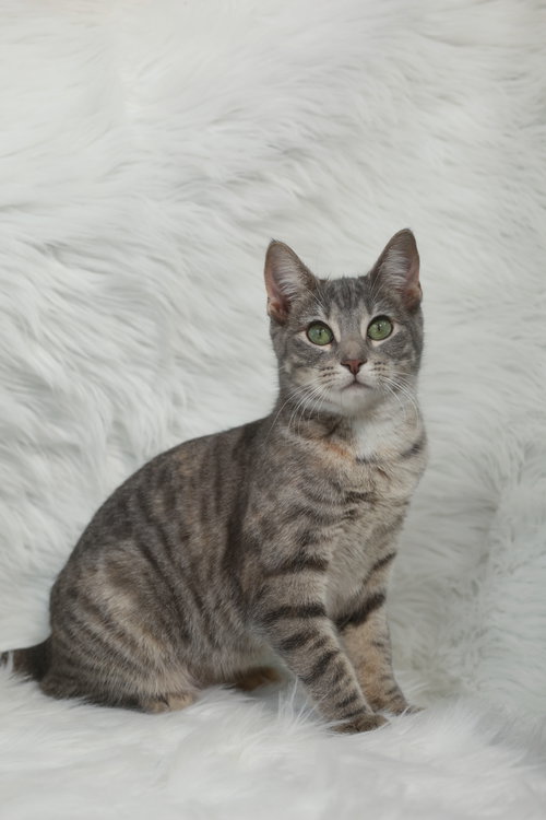 picture of the cat needing adoption