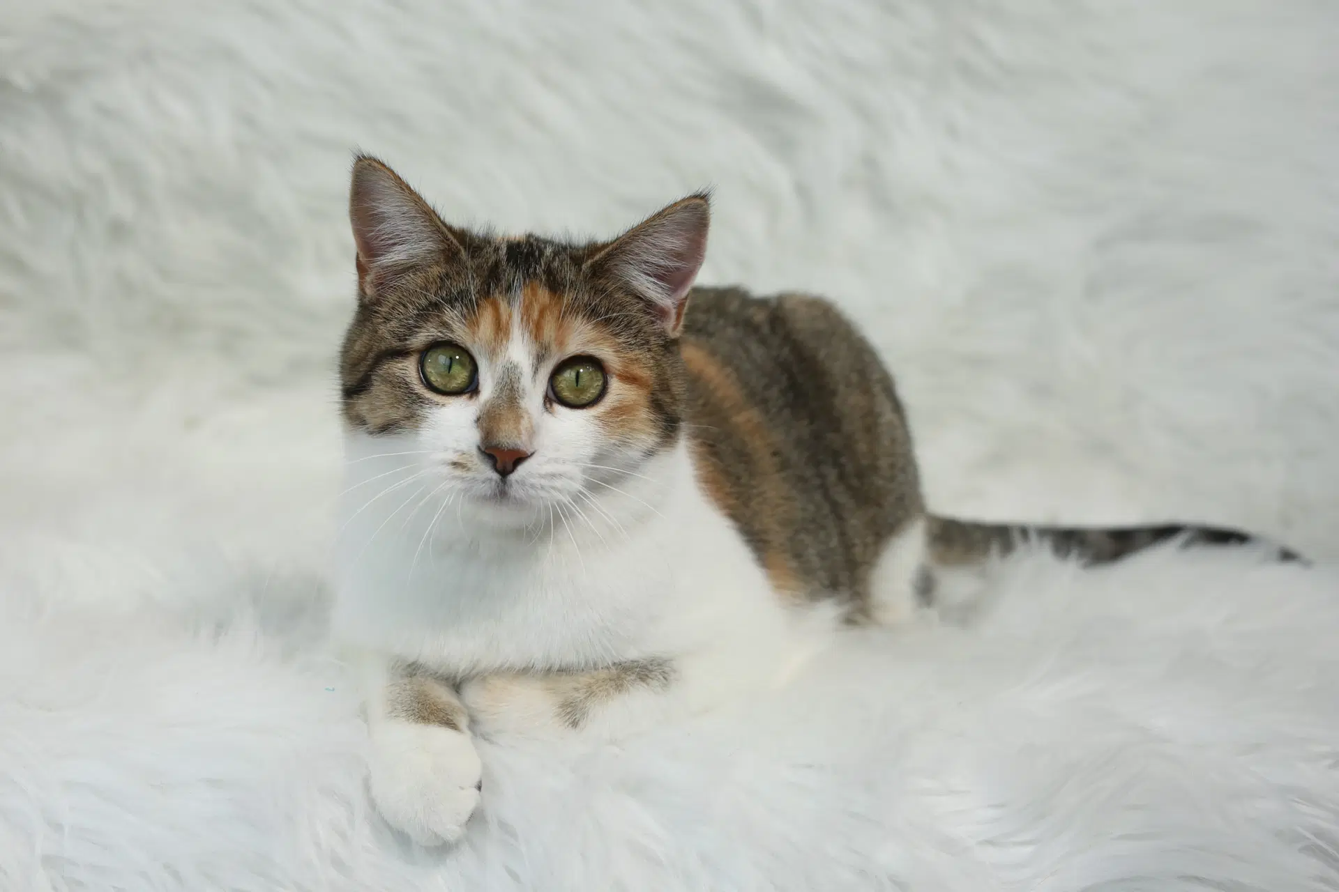 Coucou - Domestic Short Hair