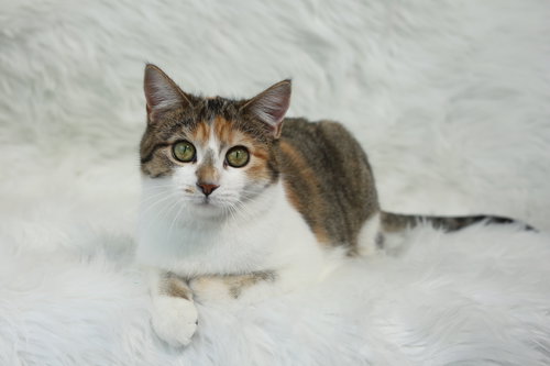 picture of the cat needing adoption