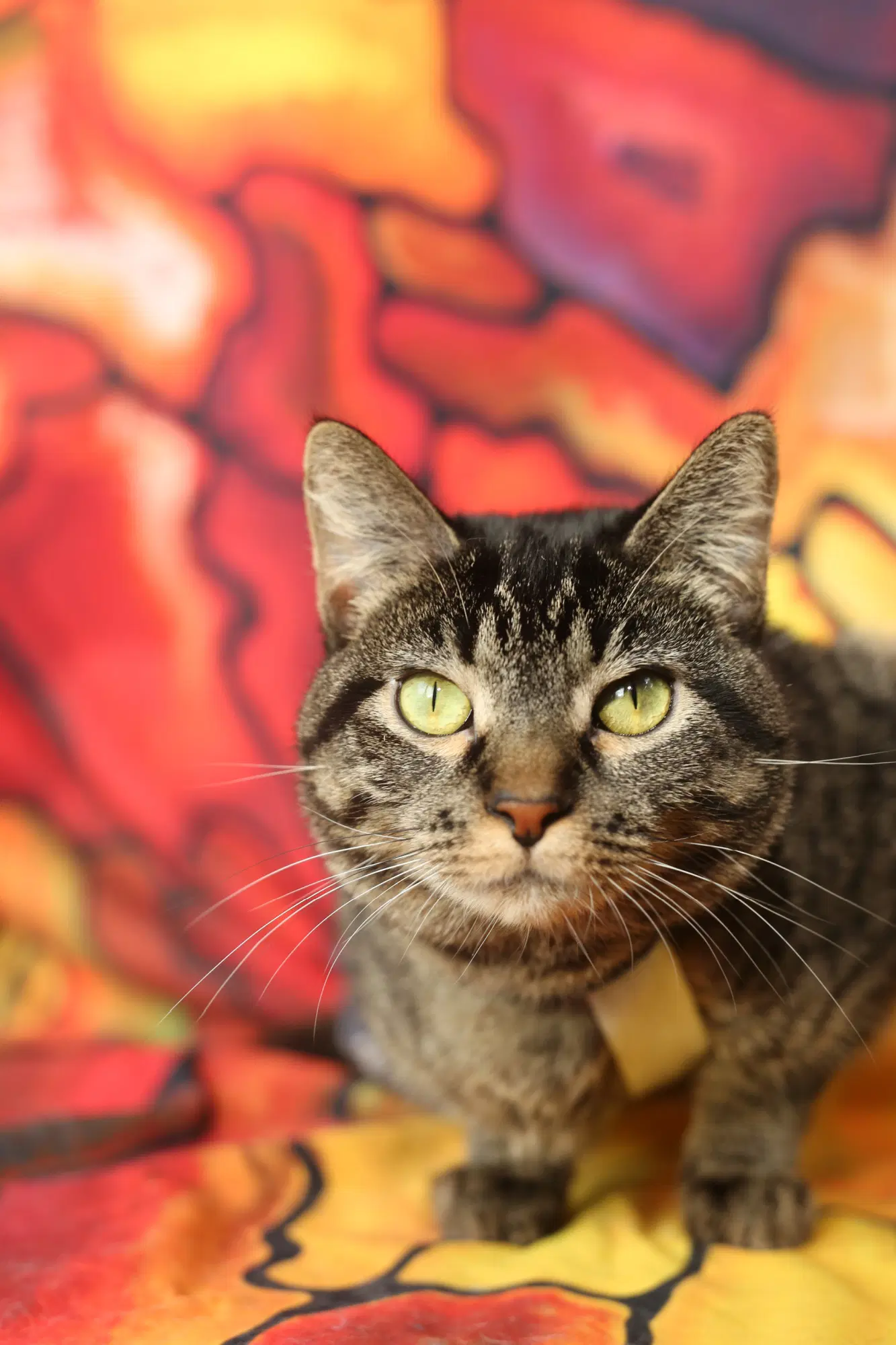 Bindaloo -Legged Diapered - Domestic Short Hair