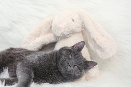Reggada (congenitally impaired), Young Domestic Short Hair (short coat), cat for adoption in Lakeville, Minnesota