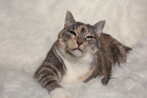Amity & Wyse, Adult Domestic Short Hair (short coat), cat for adoption in Lakeville, Minnesota