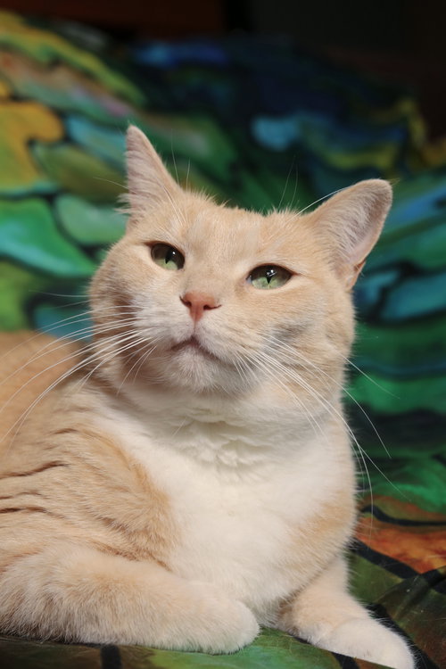 Amity & Wyse, an adoptable Domestic Short Hair in New Prague, MN