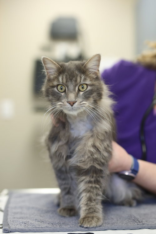 Purcell, Adult Domestic Medium Hair (medium coat), cat for adoption in Lakeville, Minnesota