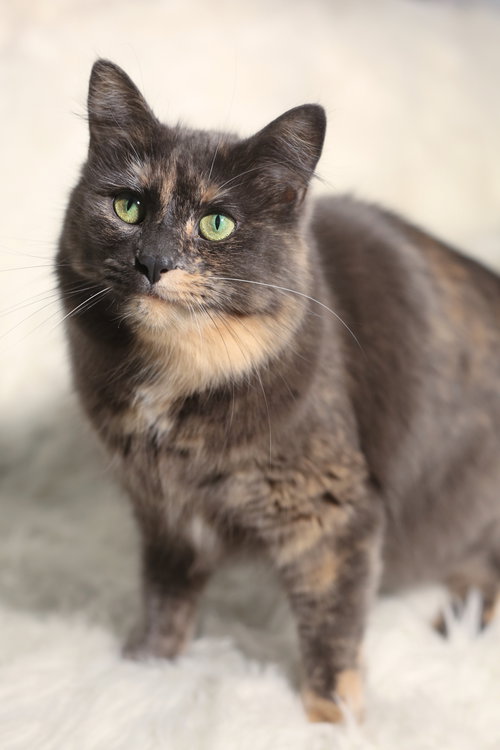 Eulalie, Adult Domestic Medium Hair (medium coat), cat for adoption in Lakeville, Minnesota