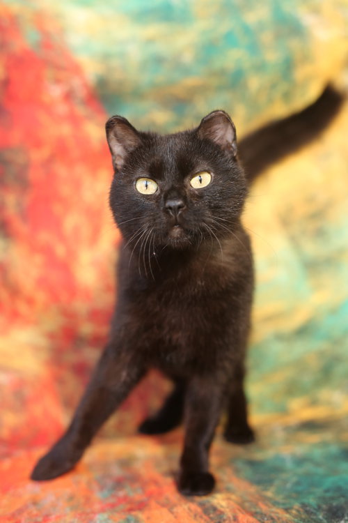 Timimi, Young Domestic Short Hair (short coat), cat for adoption in Lakeville, Minnesota