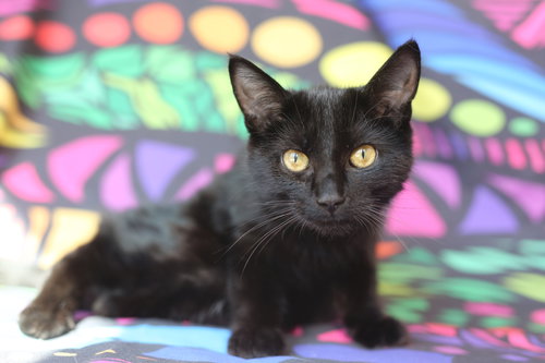 Muu (congenitally waddles), an adoptable Domestic Short Hair in New Prague, MN