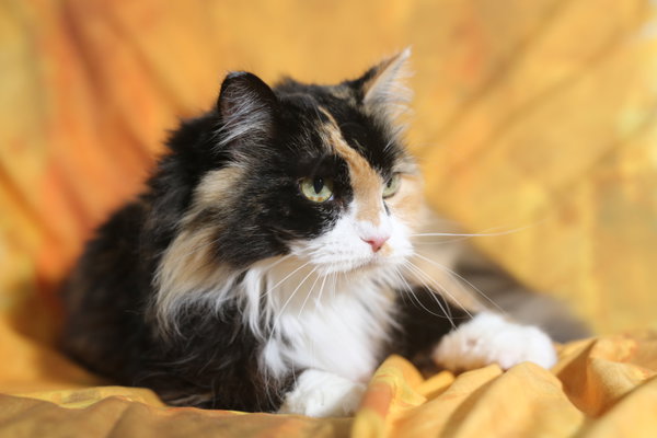 Kaia