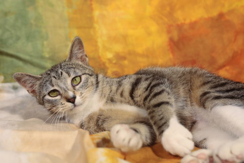 Moizelle, an adoptable Domestic Short Hair in New Prague, MN