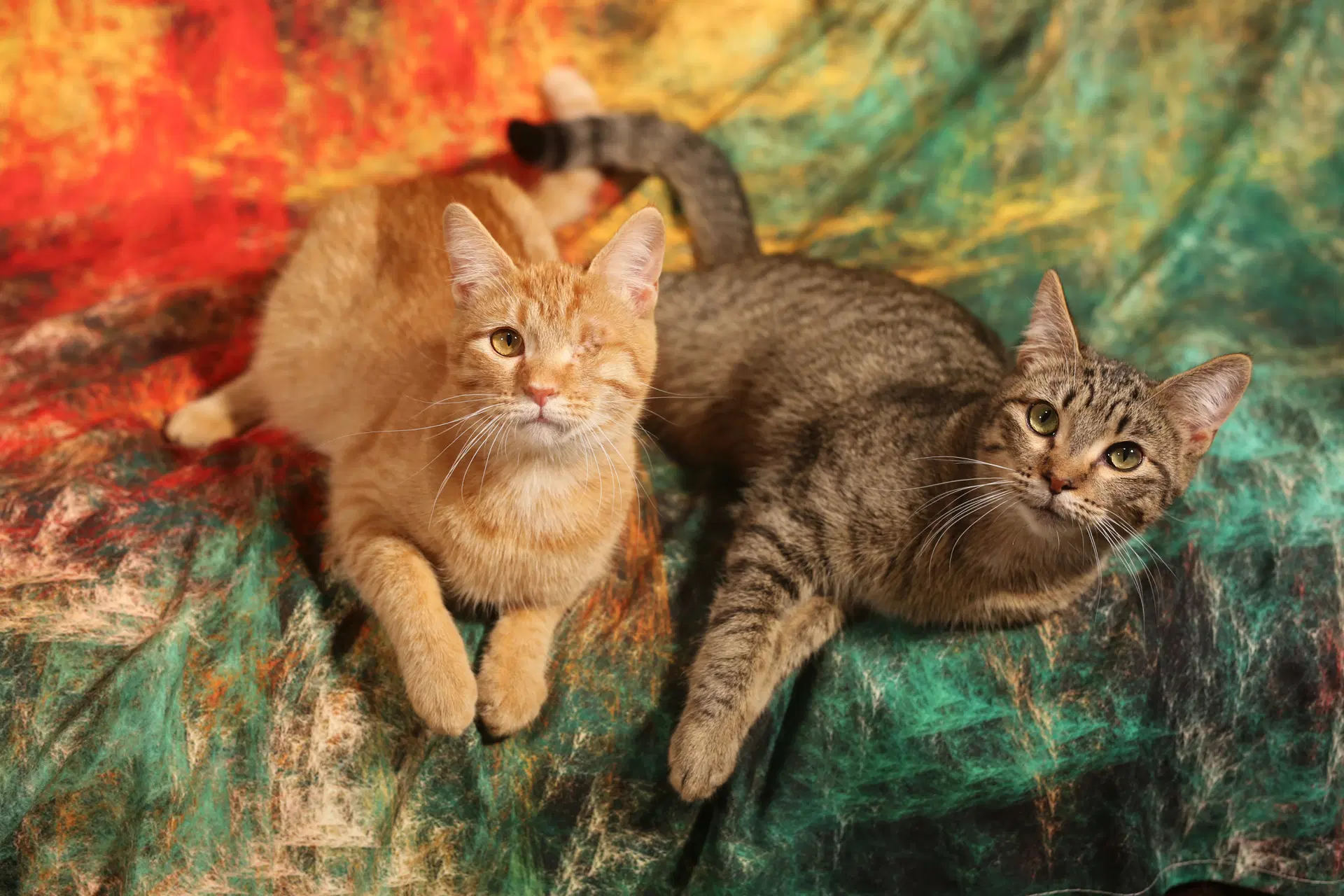Mullroy  Murtogg - Domestic Short Hair