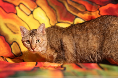 Photo 2 of Razia