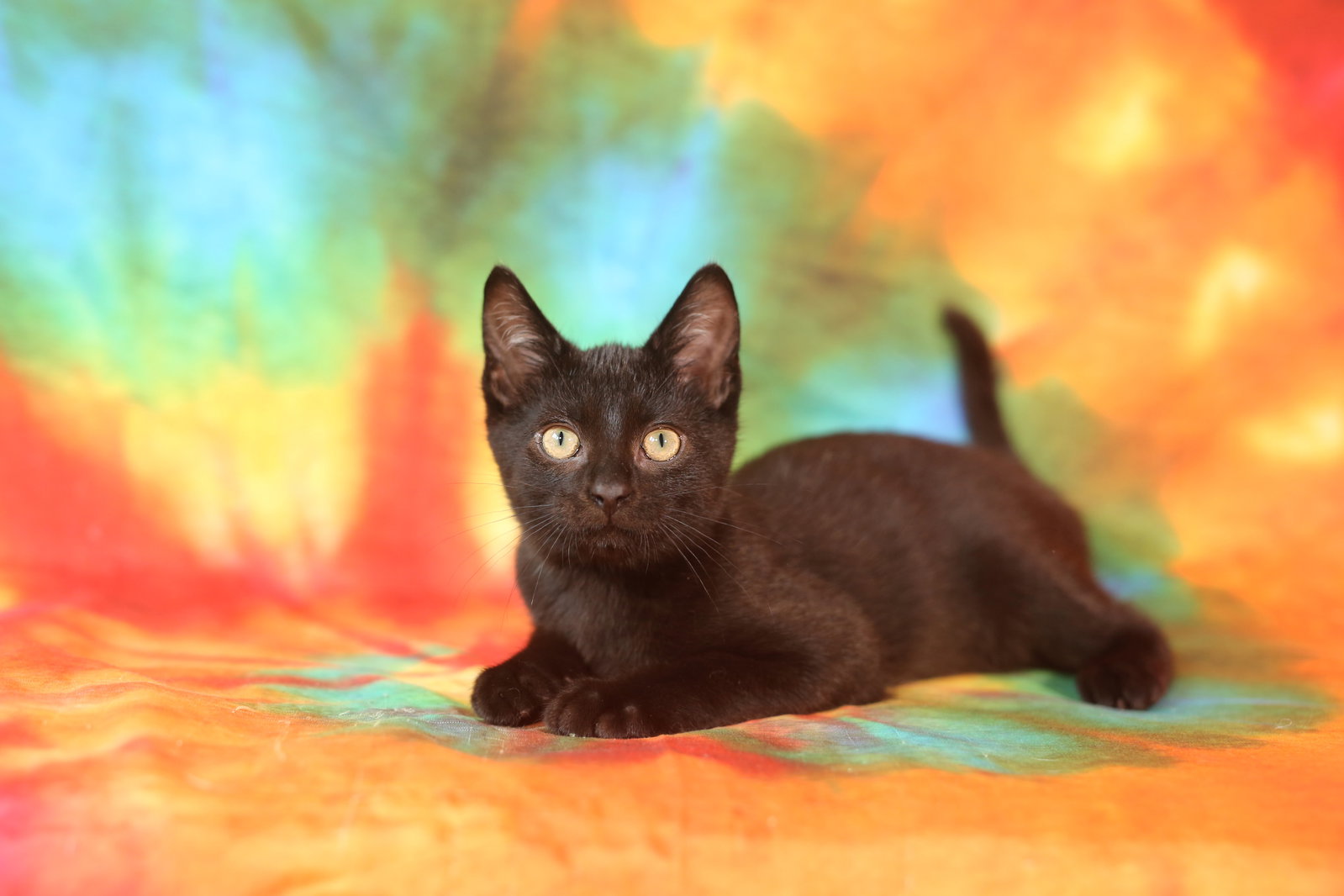 Oblio, Domestic Short Hair