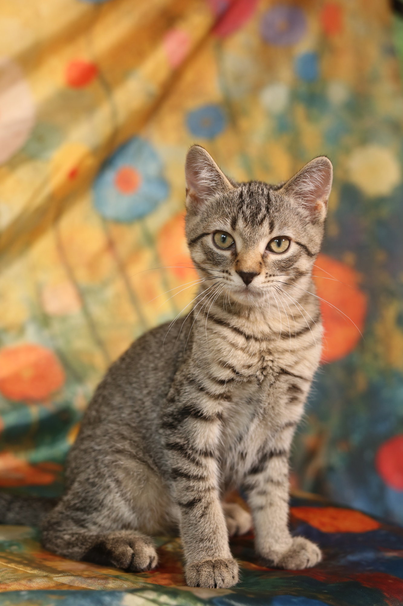 Riptide, Domestic Short Hair