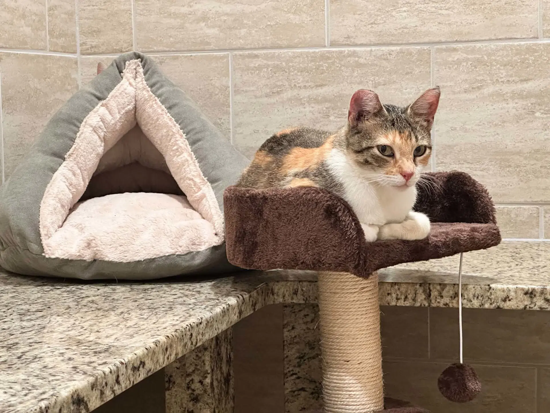 Marmee - Domestic Short Hair