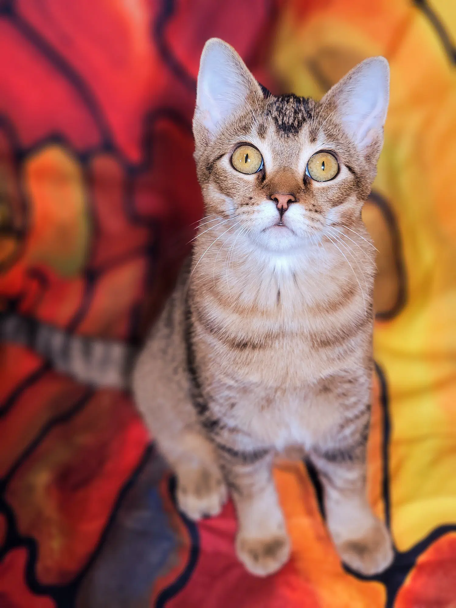 Gabrielle - Domestic Short Hair
