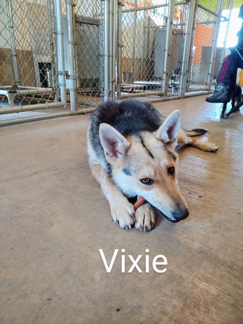 Vixie