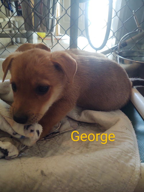 George