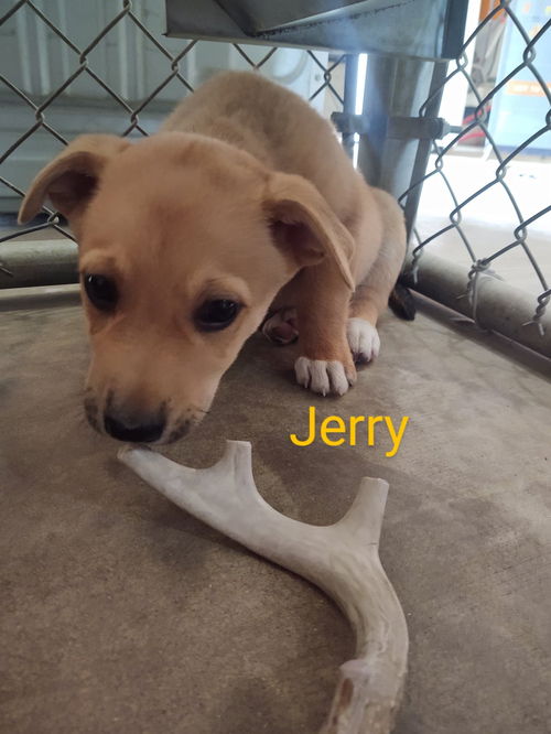 Jerry