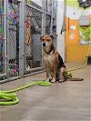 adoptable Dog in , MT named Casa