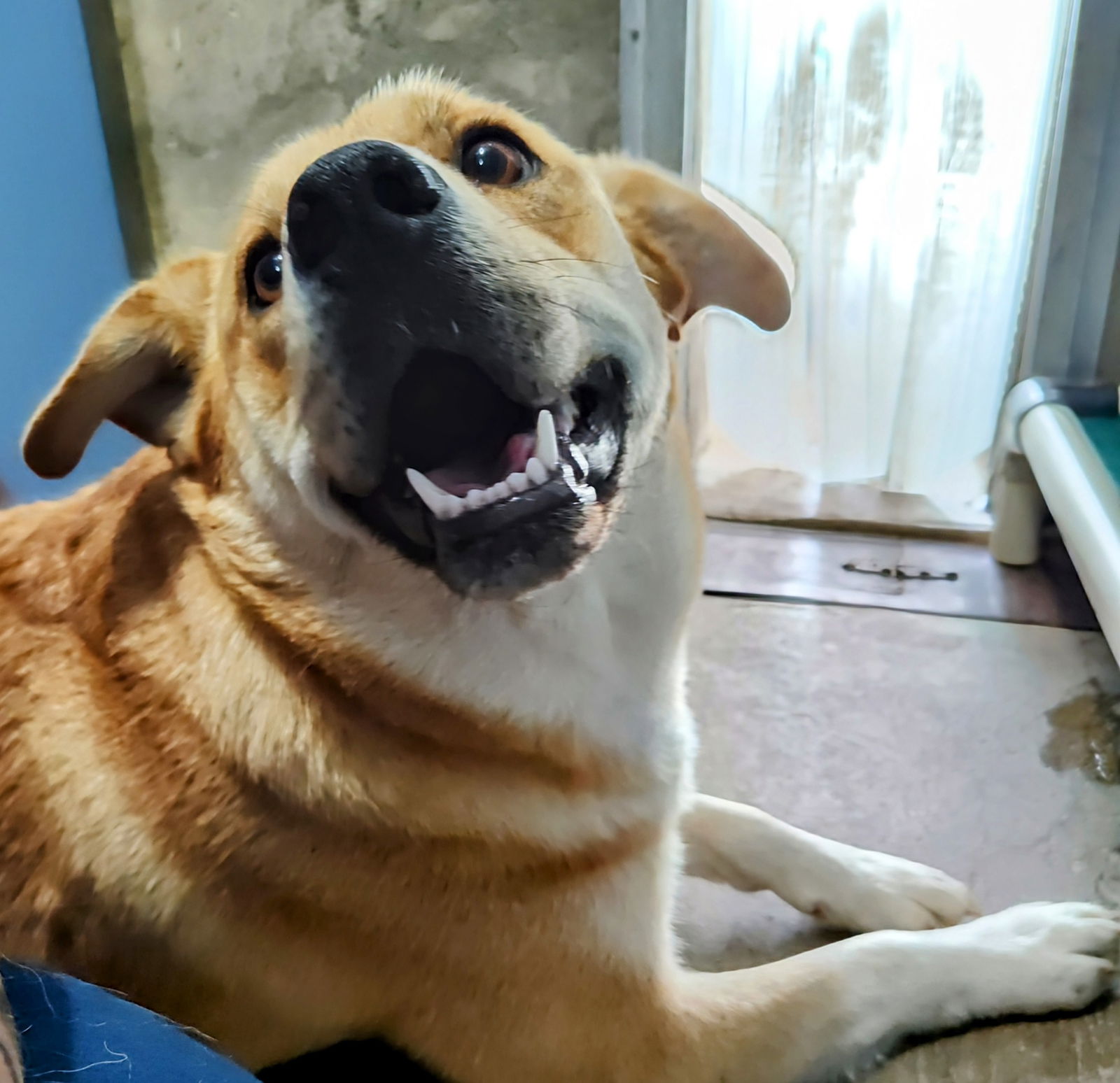 adoptable Dog in Chinook, MT named Poppy