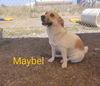 Maybel