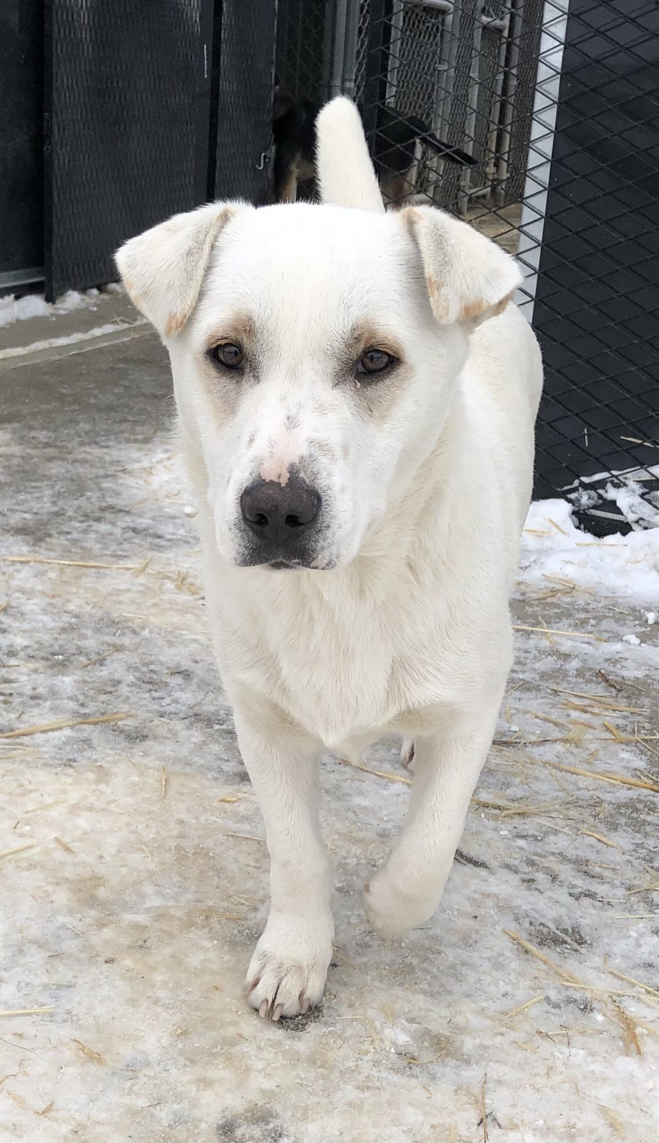 adoptable Dog in Chinook, MT named Igloo