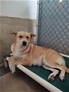 adoptable Dog in , MT named Leah