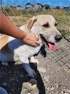 adoptable Dog in , MT named Tuck