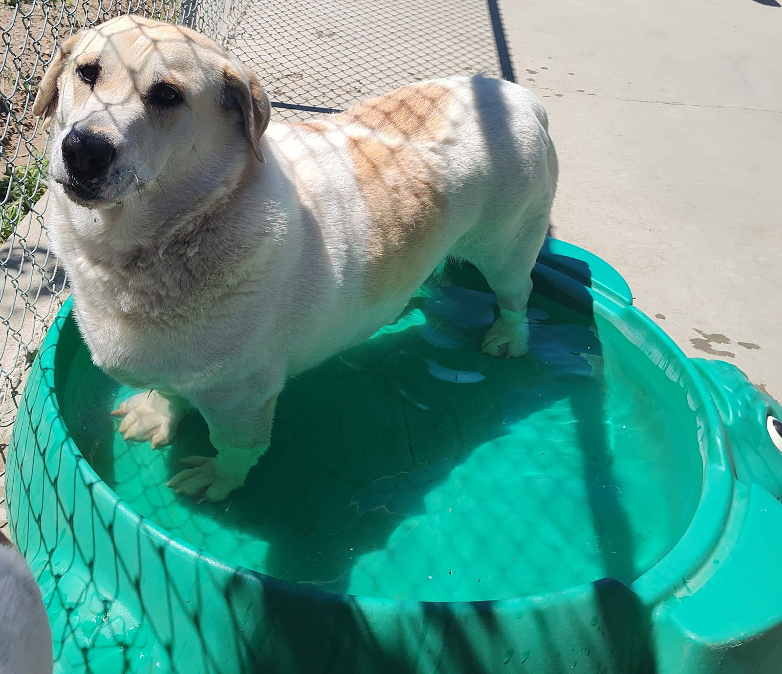 adoptable Dog in Chinook, MT named Tuck