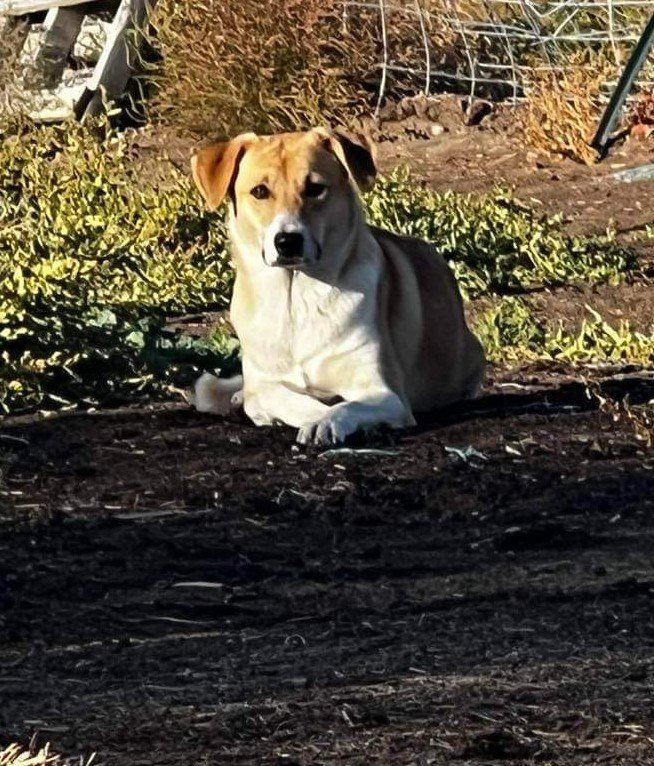 adoptable Dog in Chinook, MT named Peaches