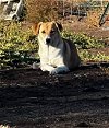 adoptable Dog in , MT named Peaches