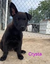 Crysta