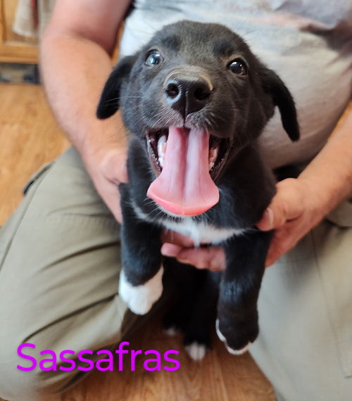 Sassafras