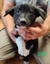 Zoe